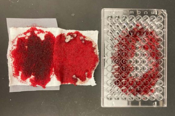 A photo of alginate-glycerol powder gauze trays (left) soaked with menstrual blood, with a 96-well plate filled with menstrual blood (right) on a black lab bench.